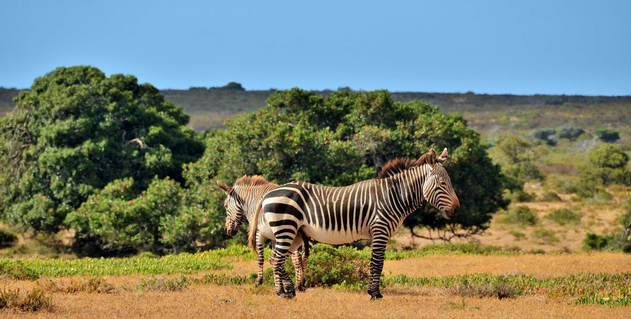 De Hoop Collection Suites De Hoop Nature Reserve Luaran gambar